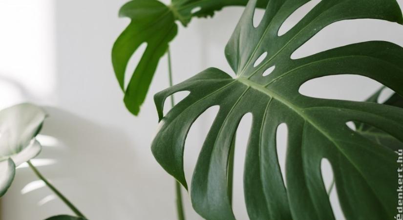 Mennyire mérgező a könnyezőpálma (Monstera deliciosa)? Elmondjuk