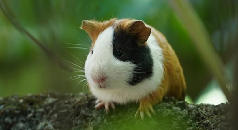 Tengerimalacok és a lábujjak rejtélye – Evolúció kicsiben