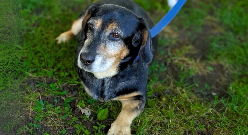 Megrágott bankkártyák és lopott papucsok - Gazdik pórázon, avagy ahány kutyus, annyi személyiség - videó