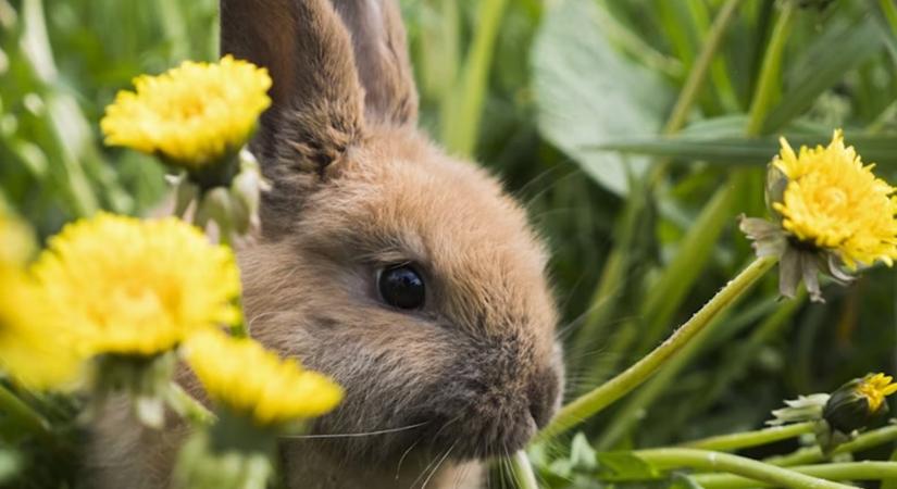 Nyúl vagy marslakó? – Miért néz a tapsifülesed úgy, mintha tudná a jövőt?