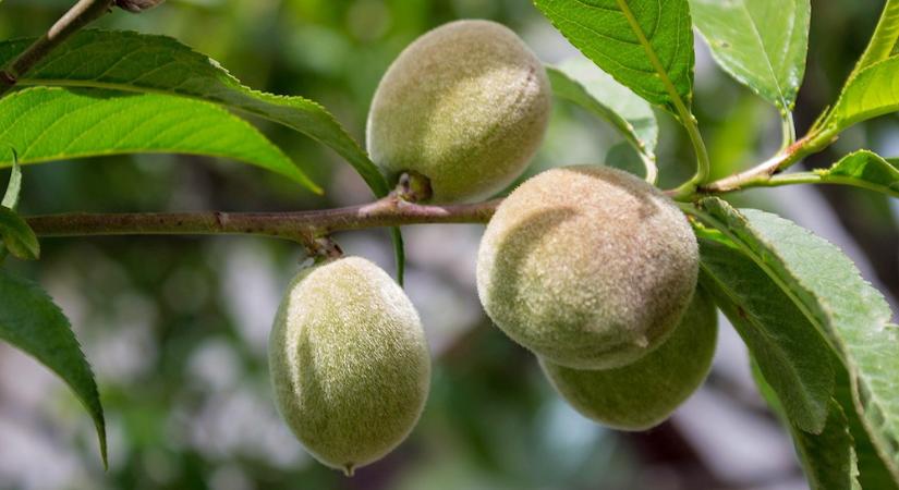 Gyümölcshullás – természetes jelenség vagy vészjelzés? Mit üzen a fa, ha ledobja a termést?