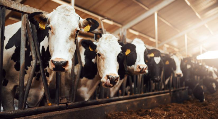 Döbbenet, mit találtak egy tehénfarm alatt Bulgáriában: ettől leesik az állad