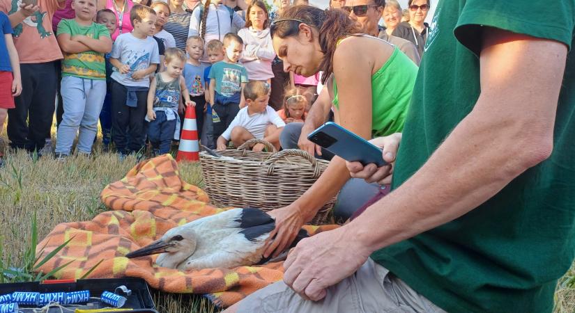Gólyafiókákat gyűrűztek