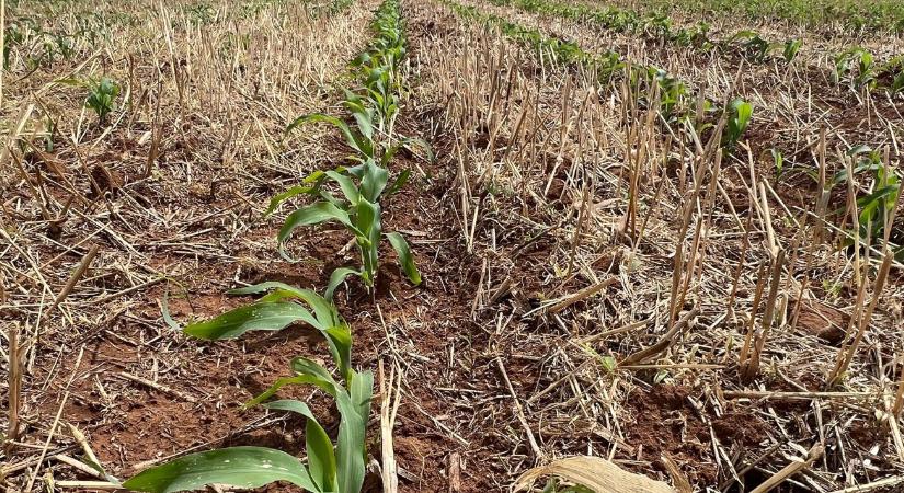 No-till, strip-till, min-till: váltsunk vagy ne váltsunk? – Augusztusi Agroinform webinárium