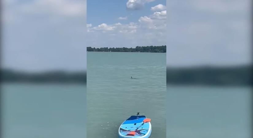 Megjelent a "balatoni cápa" – frászt kaptak a strandolók