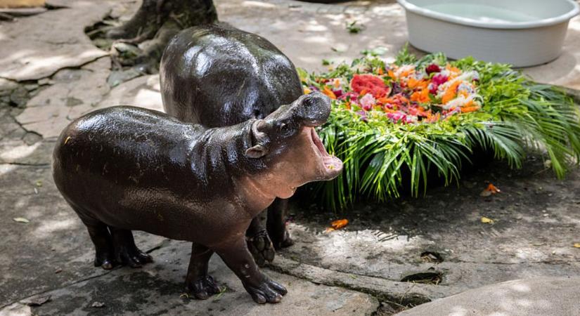 Egyéves lett Moo Deng, a sztárvíziló, tortát is kapott a rajongóitól