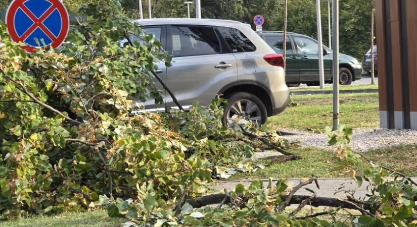Kidőlt fa alá szorult az őzgida, nem várt helyről kapott segítséget: szívmelengető dolog történt a magyar településen