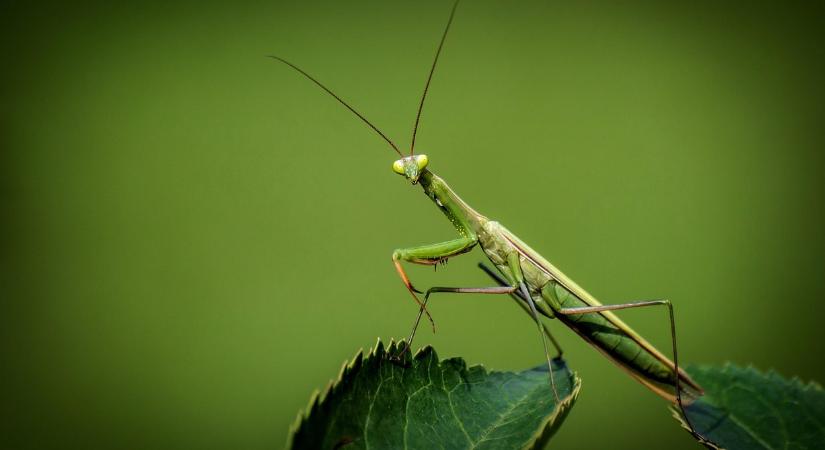 Sáskainvázió fenyegeti Magyarországot, így védekezhet