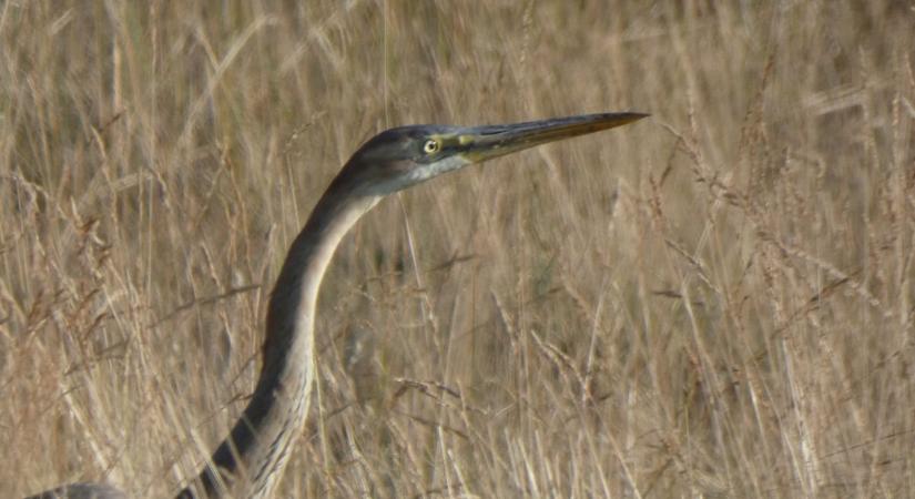 Újra benépesültek a nádasok, vörös gémek költése a Kis-Sárréten