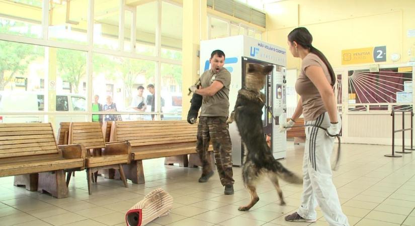 Rendőrkutyák lepték el a gyöngyösi buszállomást