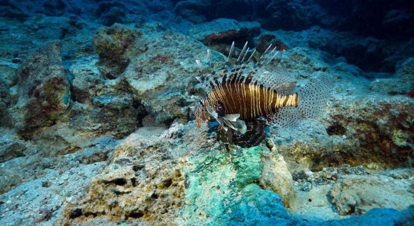Mérgező halak jelentek meg a magyarok nyaralóhelyein