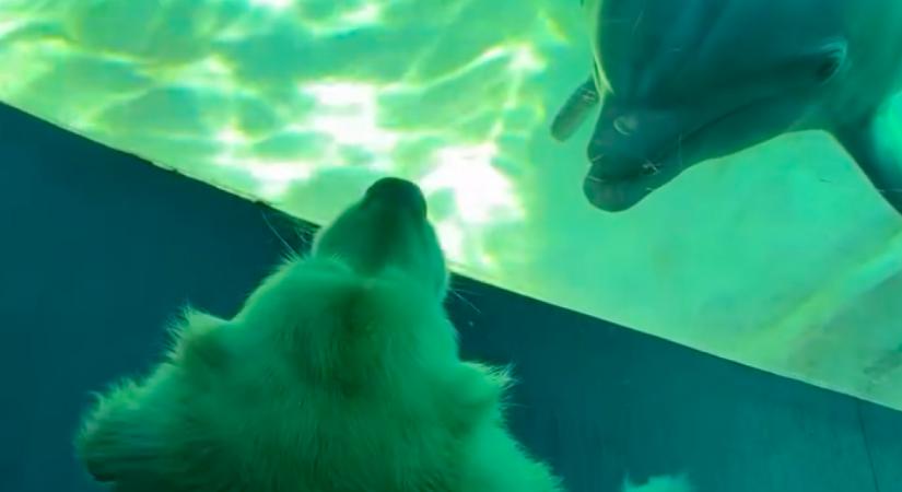 A golden retrieverével ment a nő a tropicariumba: ami a delfinek medencéjénél történt, attól elállt a lélegzete - Videó