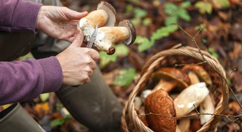 Beindulhat a gombaszezon? – A szakértő szerint most dől el