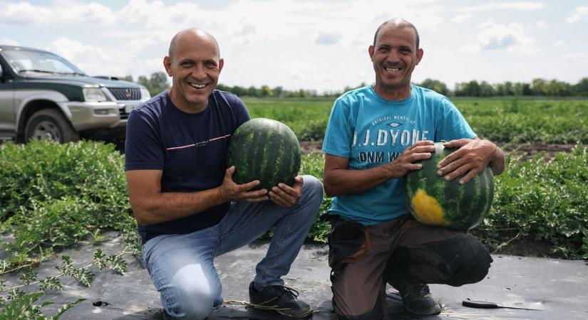 Érik a szigetközi dinnye Győrladaméron - fotók, videó
