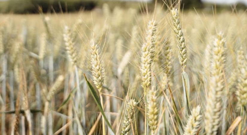 FAO júliusi jelentés: tovább nő a gabona iránti globális kereslet