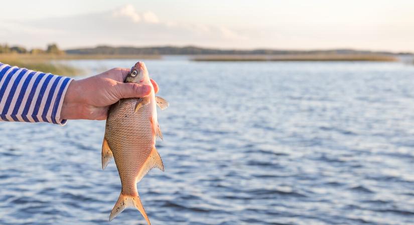 A magyarországi vizek fogási rangsorában a Balaton az első