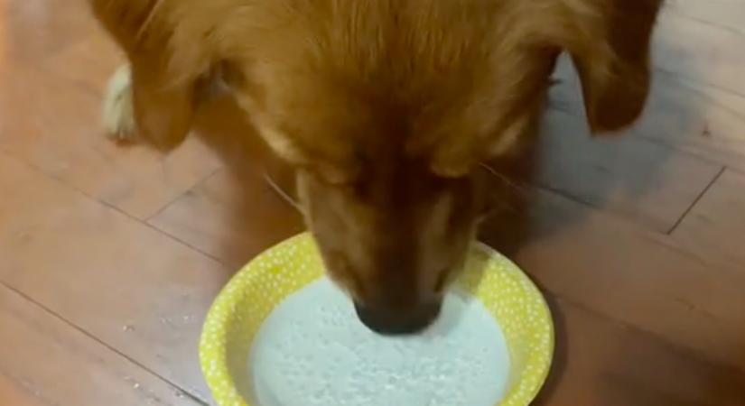 Először iszik szénsavas vizet a golden retriever: a reakciója tízmilliókat ragad el - Videó