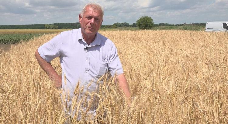 Őshonos búzák, biozöldségek vegyszermentesen Hajdúhadházon