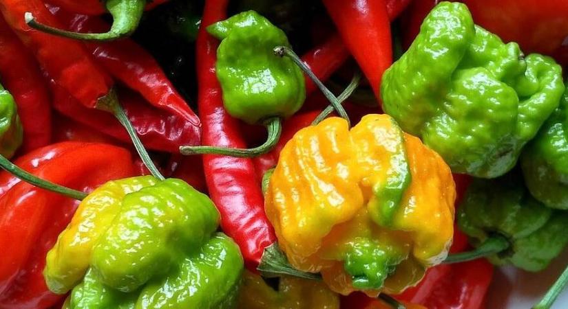 Térdre kényszeríti a kapszaicin – íme a világ legcsípősebb paprikái!