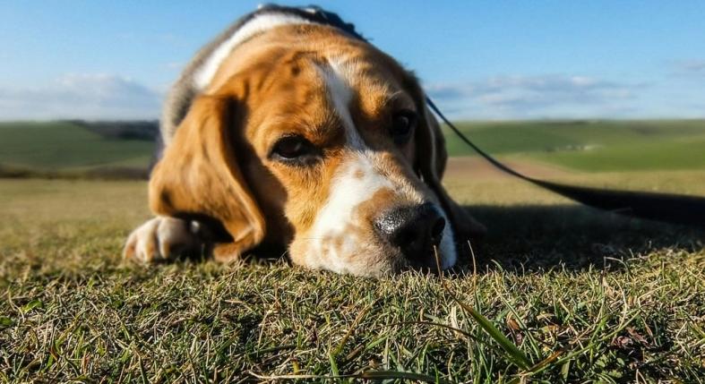 7 jel, amiből tudhatod, hogy a kutyád nem boldog