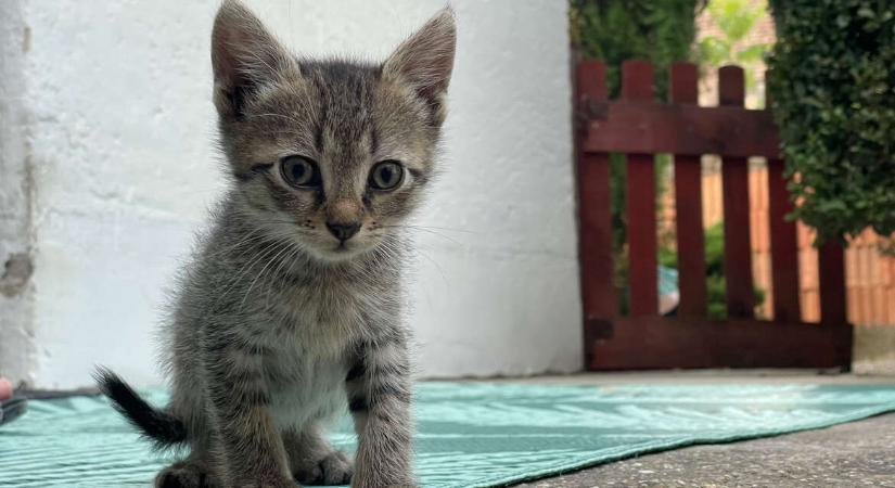 Szükséged van egy kiscicára? – Nagyon Fontos WMN-kvíz