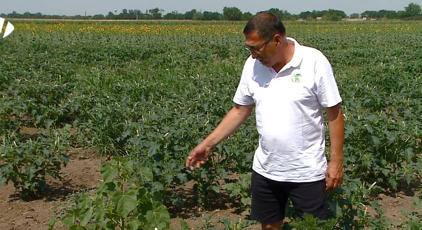Versenyelőnybe hozza a szárazság a gyomnövényeket