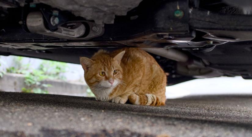 Kiscica rinyál a kaposvári autó motorterében, segítsünk!