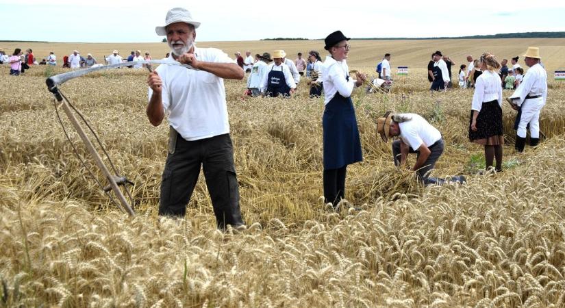 Göcseji Aratónap: Nem csak porosodó hagyomány (galéria, videó)