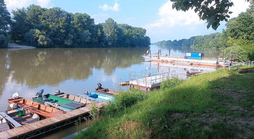 Küzdelem a Tisza szörnyeivel: egy több mint kétméteres harcsa is horogra került Rakamaznál