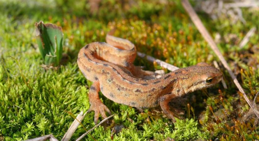 A balatoni gőték figyelmeztetnek, ha baj van vizes élőhelyeinkkel