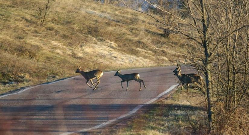 Vadgázolás és az ütközéskor keletkező kár miatti viták