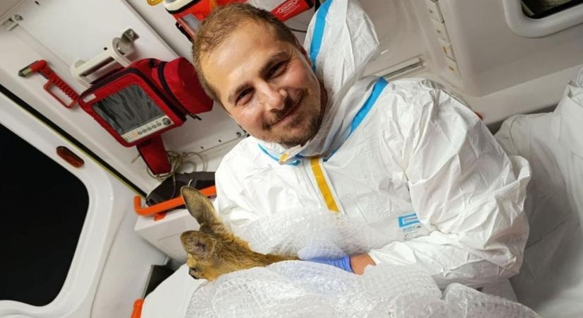 Napi cuki: sérült őzgidát gyógyítottak a mentősök