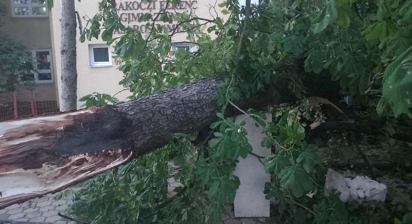 Ledöntötte Rákóczi szobrát egy kettéhasadt fa Vásárosnaményban