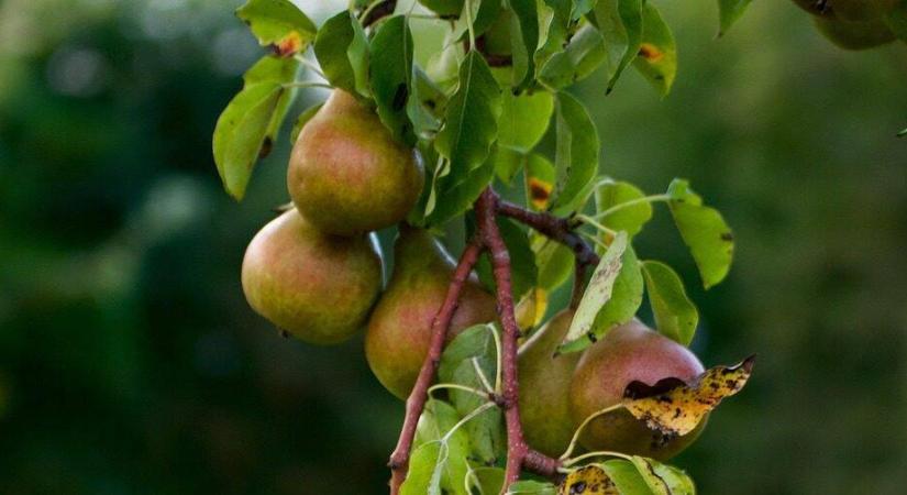 Nyári metszés – a júliusi kert karbantartása