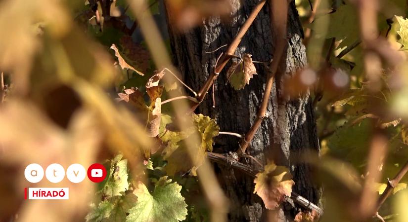 “Ezt nem lehet kiirtani” – pusztító betegség jelent meg, veszélyben a szőlőültetvények