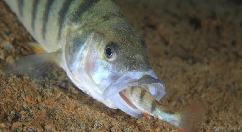 Kannibálokat fogtak ki a Balatonból