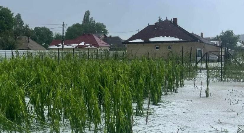 Jég verte el a termést Neamț megyében (VIDEÓ)