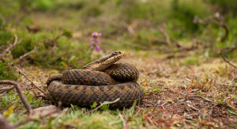 Keresztes vipera vagy sikló? Így néz ki a keresztes vipera: ezt kell tenni viperamarás esetén