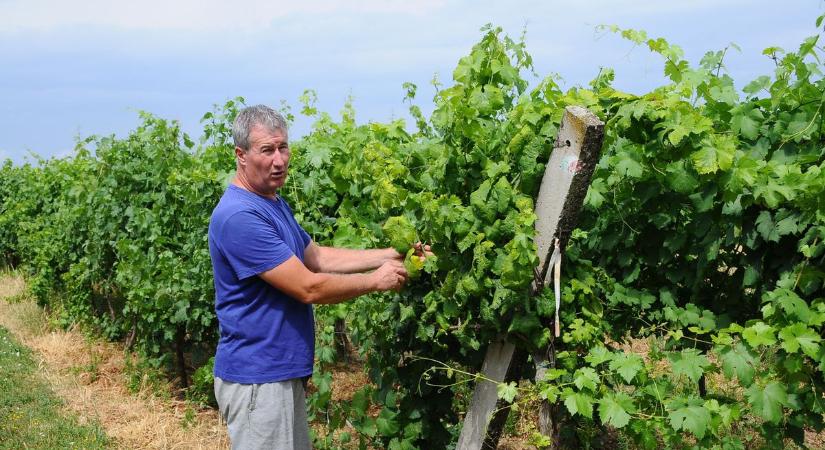 Nincs ellenszer, megállíthatatlan a fertőzés - csüggedés és elkeseredettség Zalában