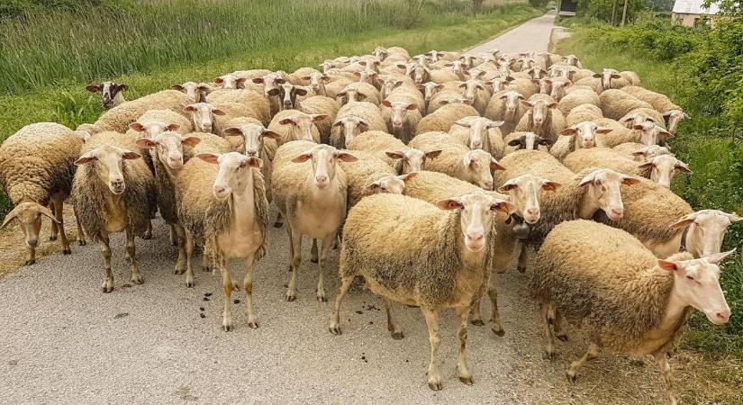 Újabb állatbetegség a láthatáron: mi az a kéknyelv-betegség?