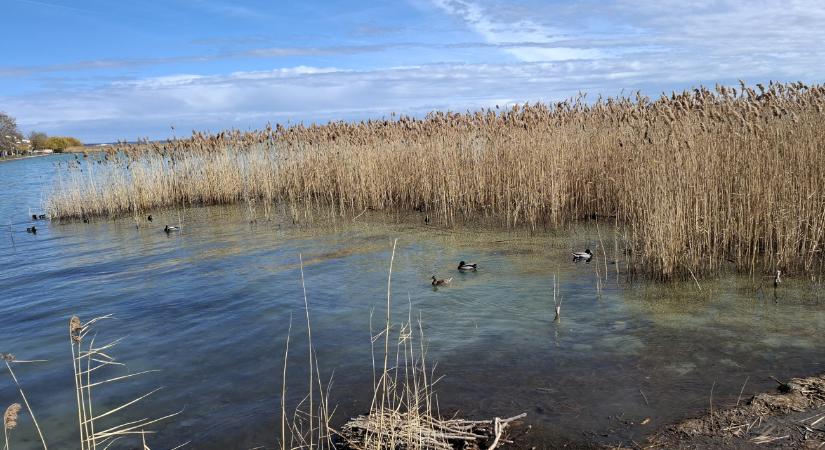 Kisebb csoda történt a hét közepén a Balatonnal