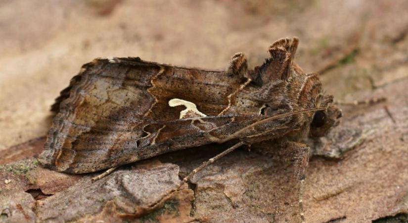 Rovarinvázió a magyar kertekben: megjelent a Gamma bagolylepke