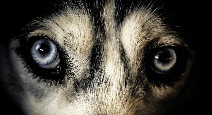 Összekötözték a lábait, és a Tiszába dobtak egy huskyt Nagyarnál