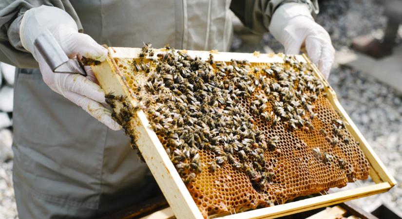 Mit nekik a pocsék szezon: egyenesen tarol ez a családi méhészet, mi lehet a titkuk?