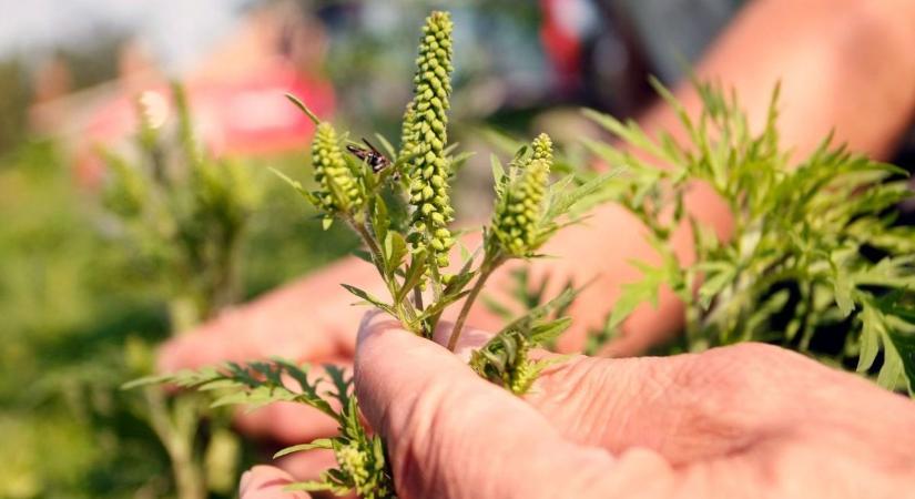 Hiába az aszály és a védekezés, hamarosan érkezik az allergiások legnagyobb ellensége