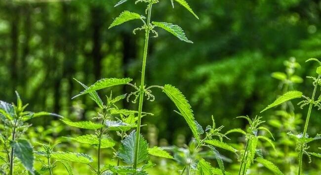 Miért jelentkeznek újra az allergiás tünetek? Itt a friss pollenjelentés