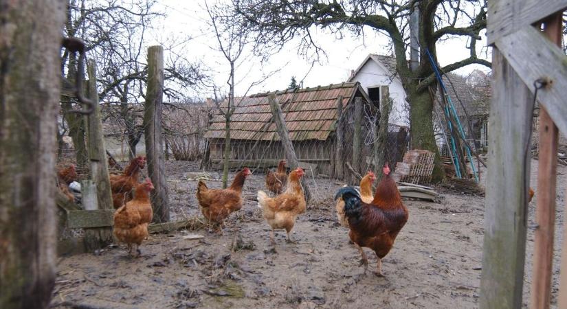 Kertből kertbe járt, mint a róka – hajmeresztő, mit lopott össze egy hónap alatt a hevesi besurranó tolvaj