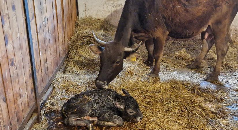 Egy lépéssel közelebb a ritka őshonos faj megmentéséhez: mokány bikaborjú született Marosvásárhelyen