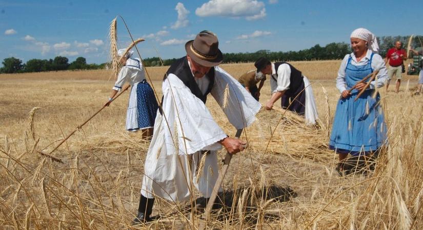 Élő hagyomány Jászszentlászlón: kézi aratás, nótaszó és nemzedékeket összekötő élmények – galériával, videóval