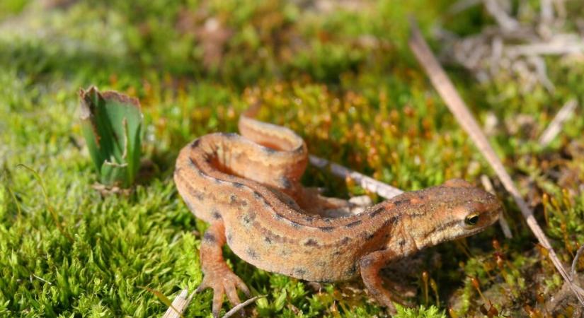 A gőték mint bioindikátorok – így figyelmeztetnek a bajra